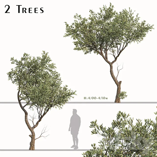 Set of Fruitless Olive Trees (Olea Europaea) (2 Trees) 3D Model