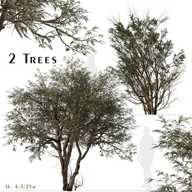 Set of Ghaf Tree (Prosopis cineraria) (2 Trees) 3D Model