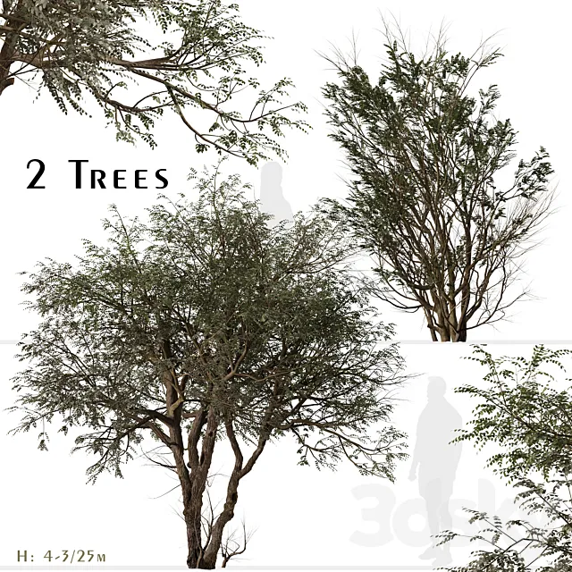 Set of Ghaf Tree (Prosopis cineraria) (2 Trees) Free Download