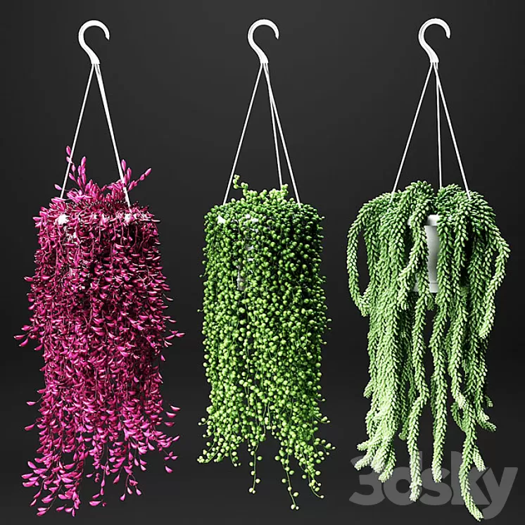 Set of hanging plants in hanging flower pots
