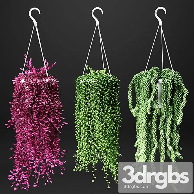 Set of hanging plants in hanging flower pots