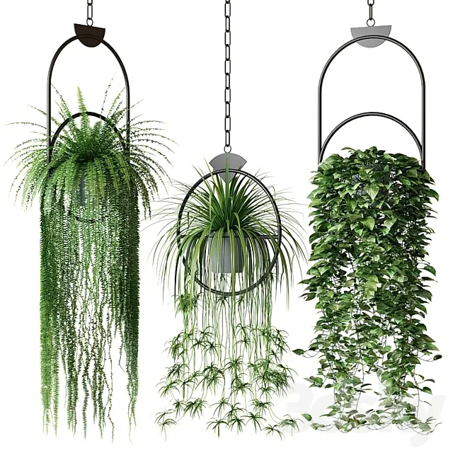 Set of hanging plants in hanging planters 2 3DModel