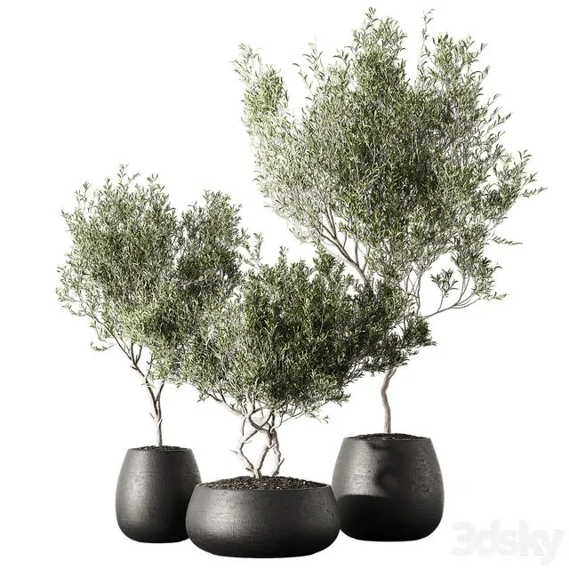 Set of indoor living plants in pots 13 3D Model