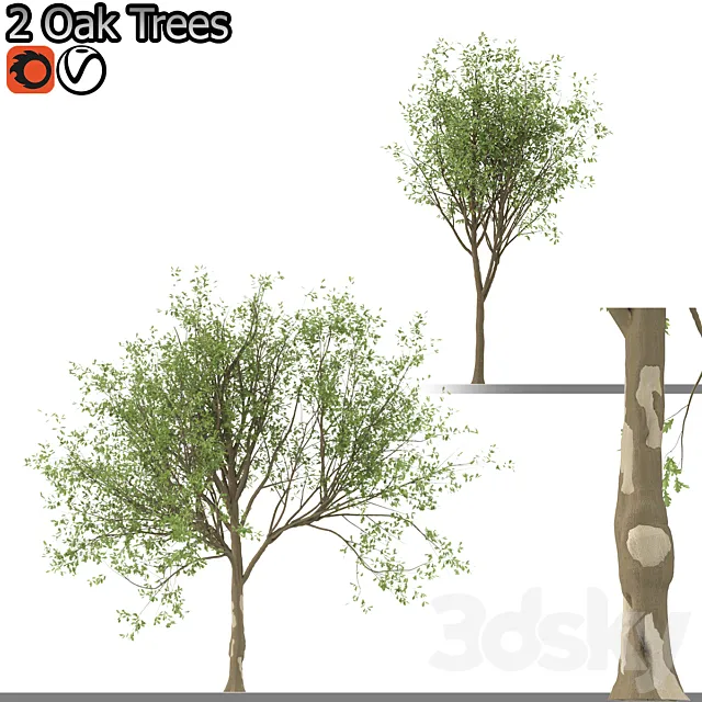 Set of Korean Oak and simple Oak Trees 3D Model