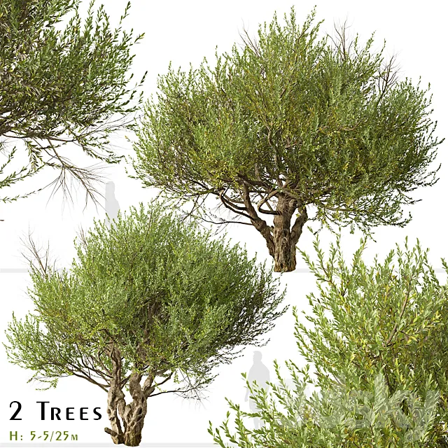 Set of Olive Tree (European olive) (2 Trees) 3D Model