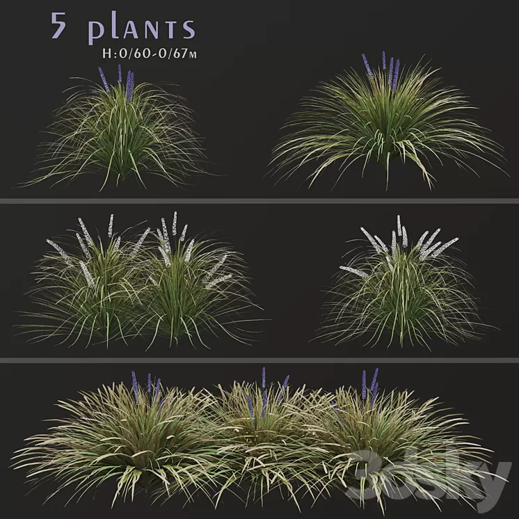 Set of Ophiopogon jaburan Plants (Dwarf lilyturf) (5 Plants) 3D Model Free