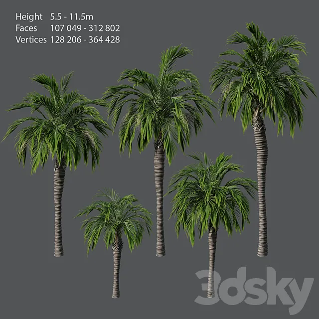 Set of palm trees 3D Model