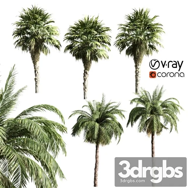 Set of Palms 3D Model Free