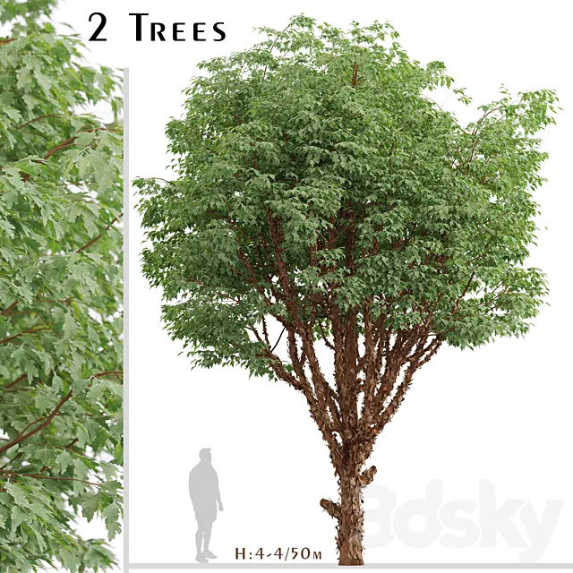 Set of Paperbark Maple Trees (Acer Griseum) (2 Trees) 3D Model