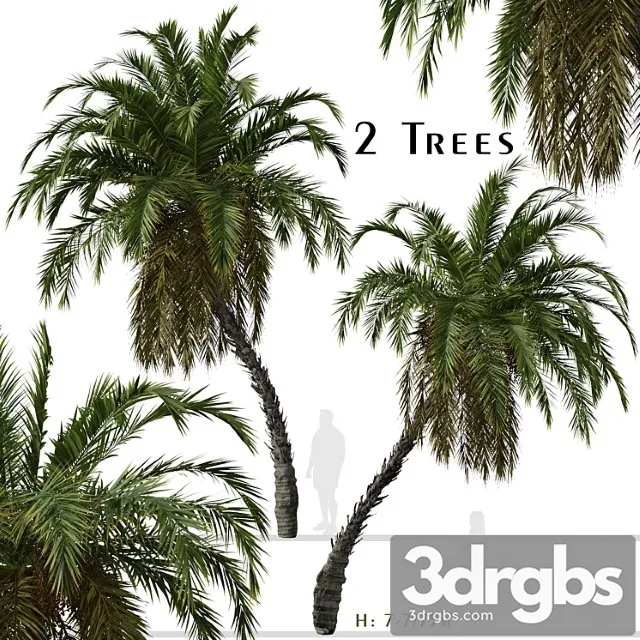 Set Of Phoenix Reclinata Trees Senegal Date Palm 2 Trees 3D Model Free