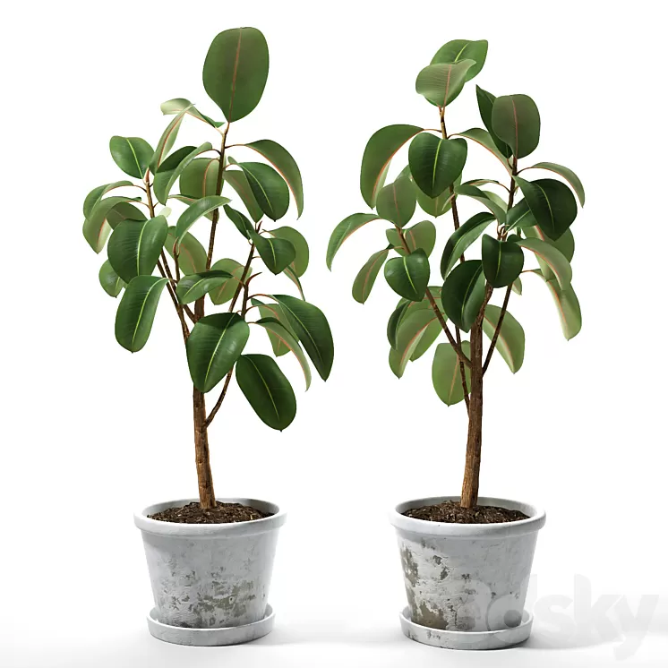 Set of plants 05 3D Model
