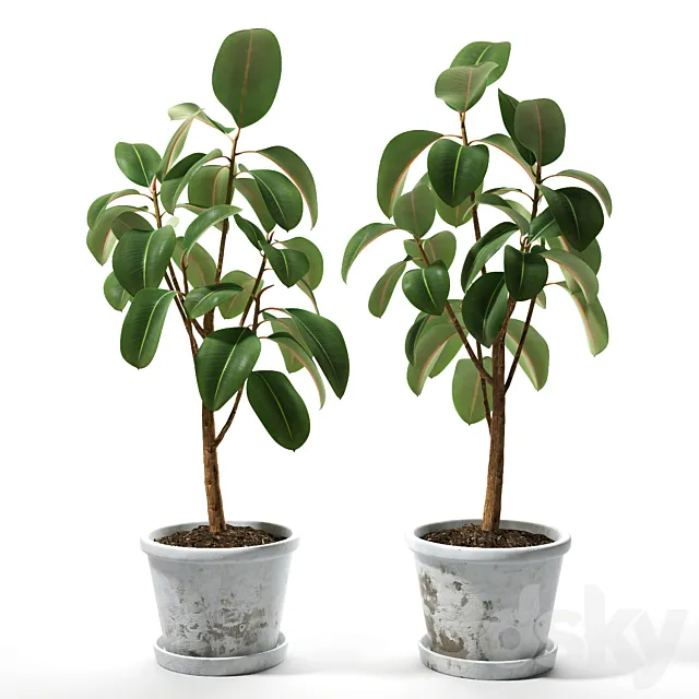 Set of plants 05 3DModel