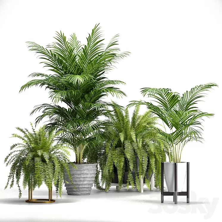 Set of plants No. 3 (Areca palm fern) 3D Model