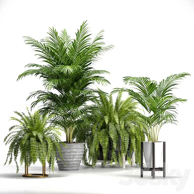 Set of plants No. 3 (Areca palm. fern) 3DModel