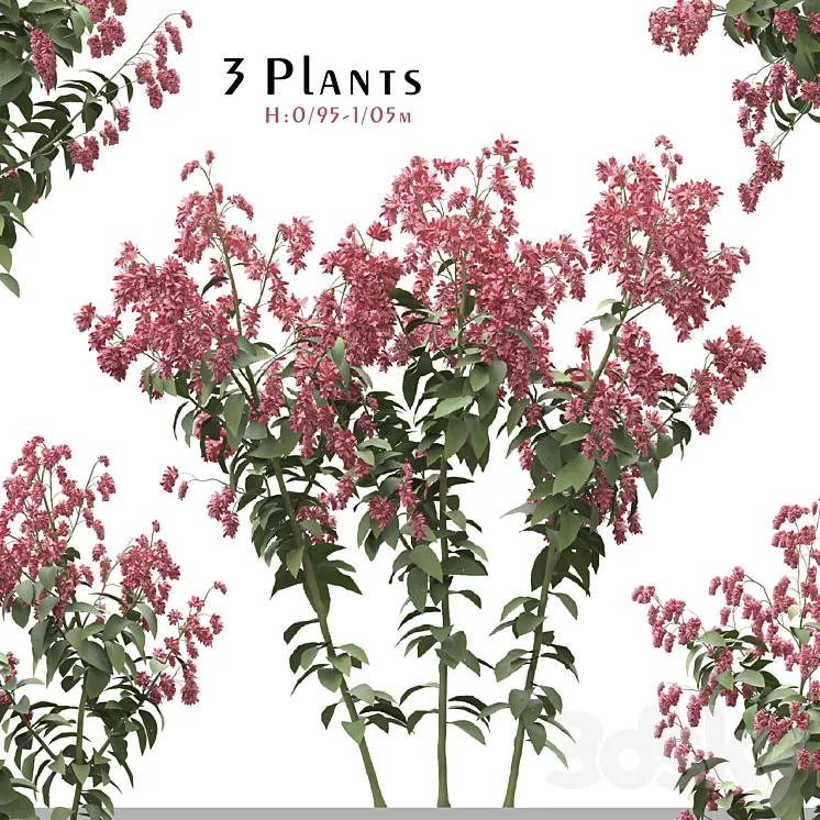 Set of Polygonum Orientale Plant ( Princes Feather ) ( 3 Plants ) 3D Model Free