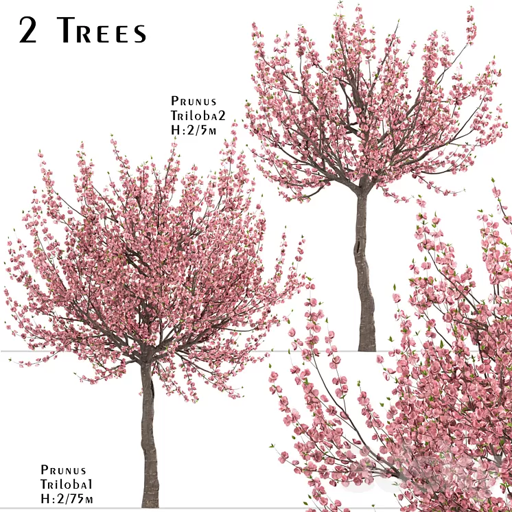 Set of Prunus Triloba Trees (Flowering Almond) (2 Trees) 3D Model