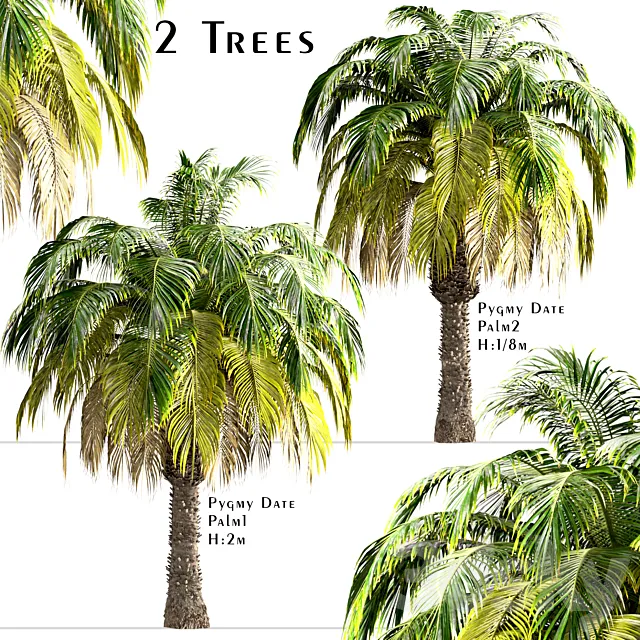 Set of Pygmy Date Palm Trees (Phoenix Roebelenii) (2 Trees) 3D Model