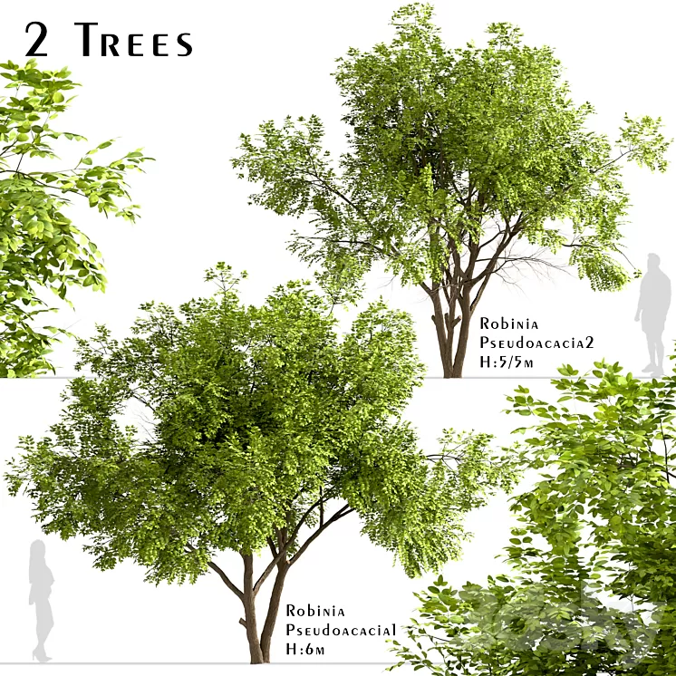 Set of Robinia Pseudoacacia Trees (Black Locust) (2 Trees) 3D Model