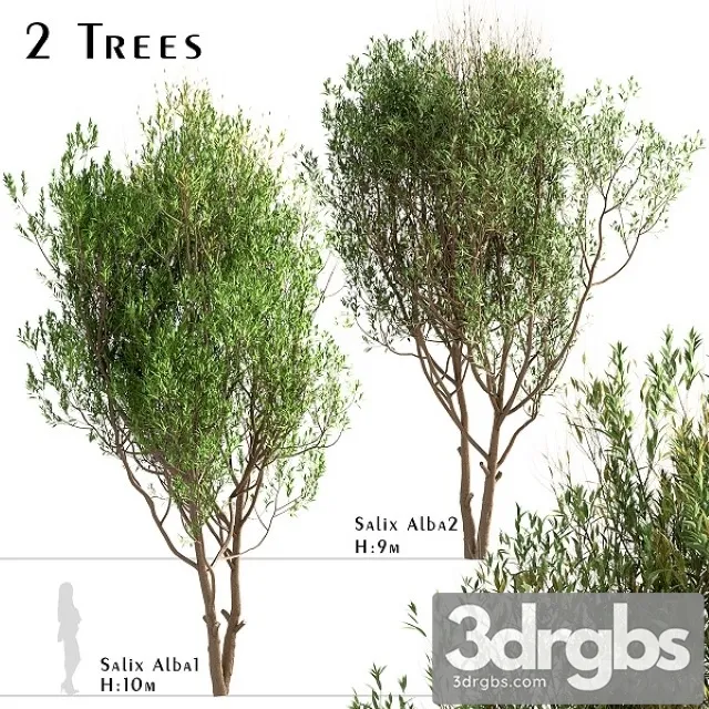 Set of Salix Alba Trees 3D Model Free