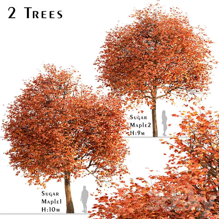Set of Sugar Maple Trees (Acer Saccharum) (2 Trees) 3D Model