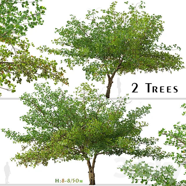 Set of Terminalia catappa Tree (Indian almond) (2 Trees) 3D Model