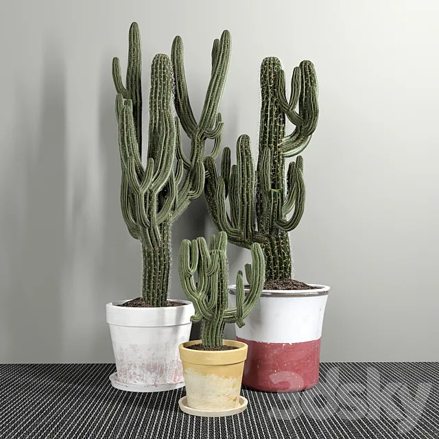 Set of Three Cactuses Carnegiea 3D Model