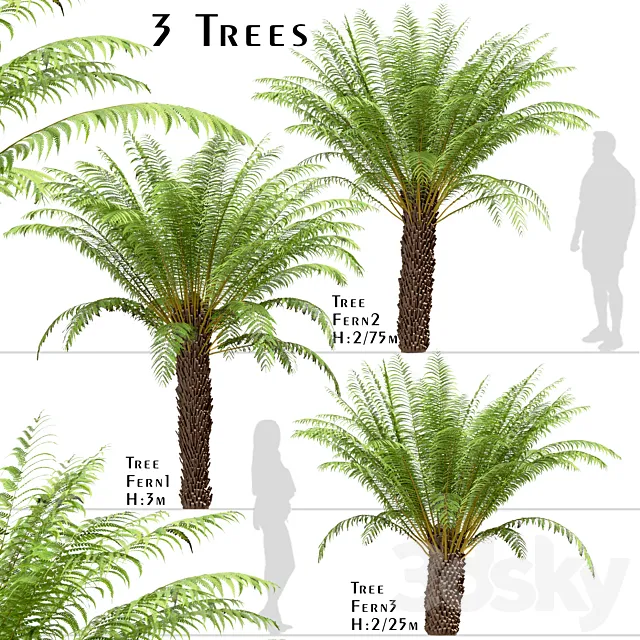 Set of Tree Fern Trees (Dicksonia antarctica) (3 Trees) Free Download