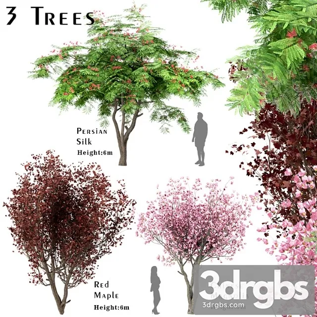 Set of trees (red maple, chinese magnolia & persian silk)