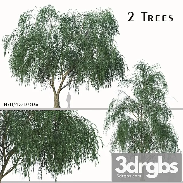 Set Of Willow Acacia Tree Acacia Salicina 2trees 3D Model Free