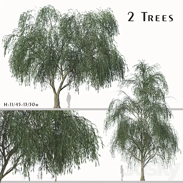 Set of Willow Acacia Tree (Acacia Salicina) (2Trees) 3D Model