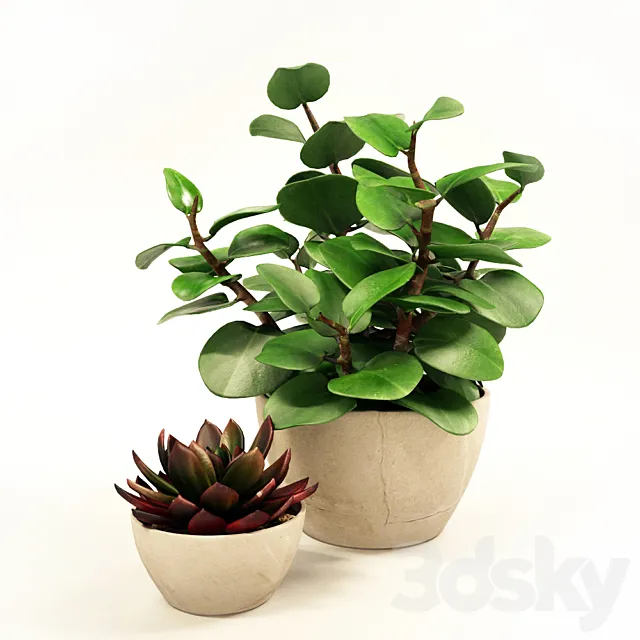 Set tsvetov5 3DModel