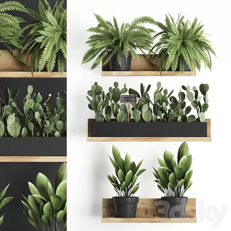 Shelf with flowers Plant  398. Cactus fern Prickly pear prickly pear indoor plants eco design