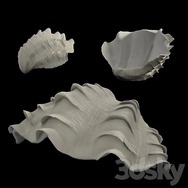Shell 3D Model