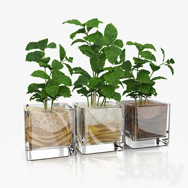 Shoots coffee tree in glass pots 3D Model