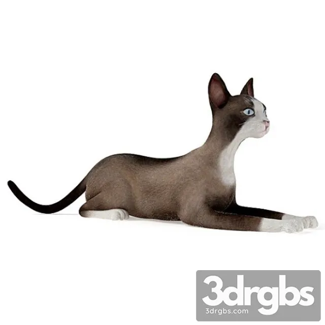 Siamese Cat 3D Model Free