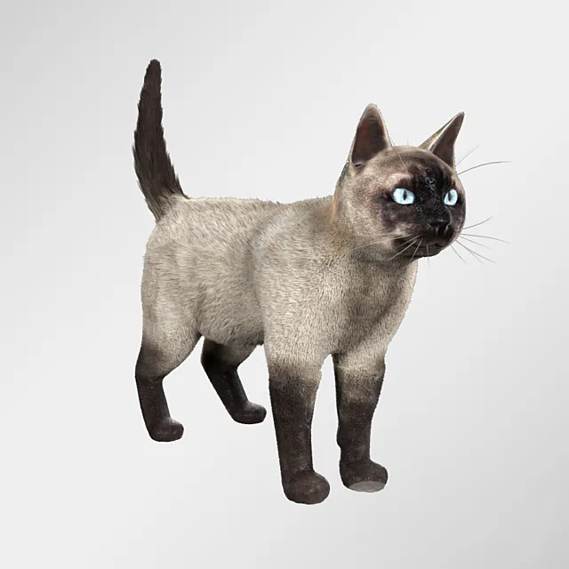 Siamese cat Free Download