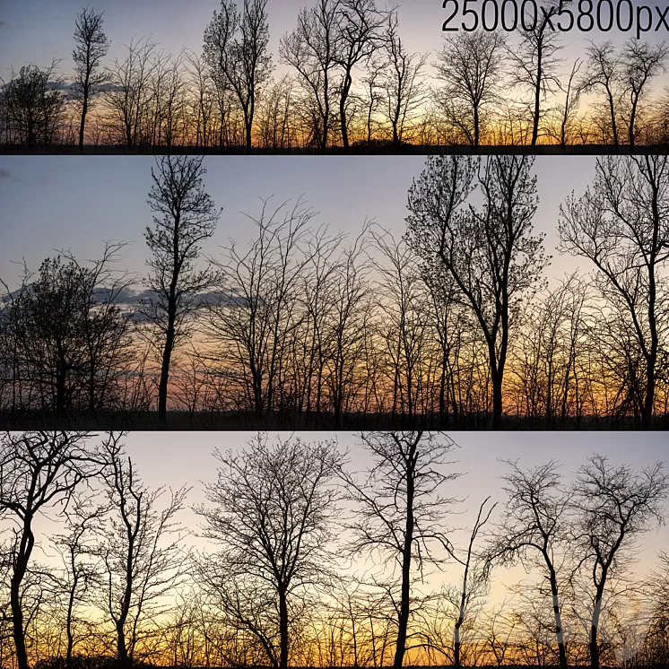 Silhouettes of trees at sunset. Panorama 3D Model