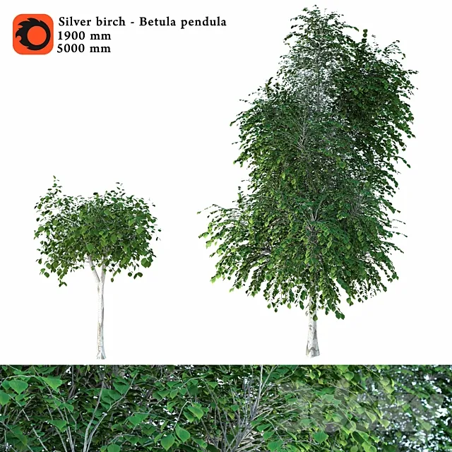 Silver birch (Betula pendula) 3D Model