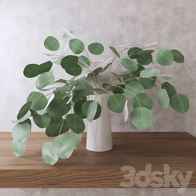Silver Dollar Eucalyptus 3DModel