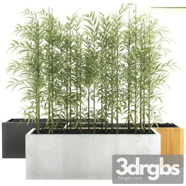 Sinobambusa Tootsik 2 3D Model Free