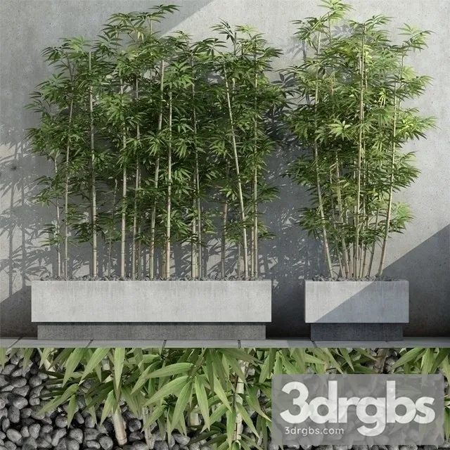 Sinobambusa Tootsik 3 3D Model Free