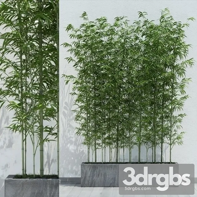 Sinobambusa Tootsik 3D Model Free