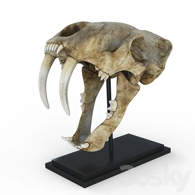Skull of saber-toothed tiger 3DModel