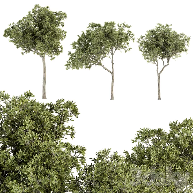 Small Fringe Tree - Set 49
