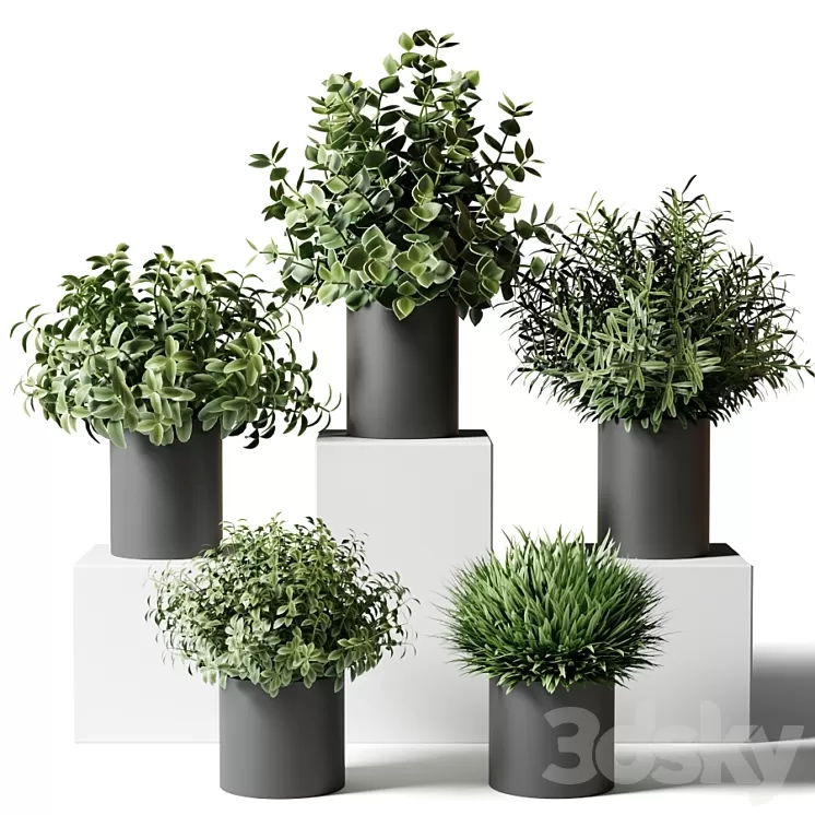 Small indoor plants in pots in the kitchen 3D Model