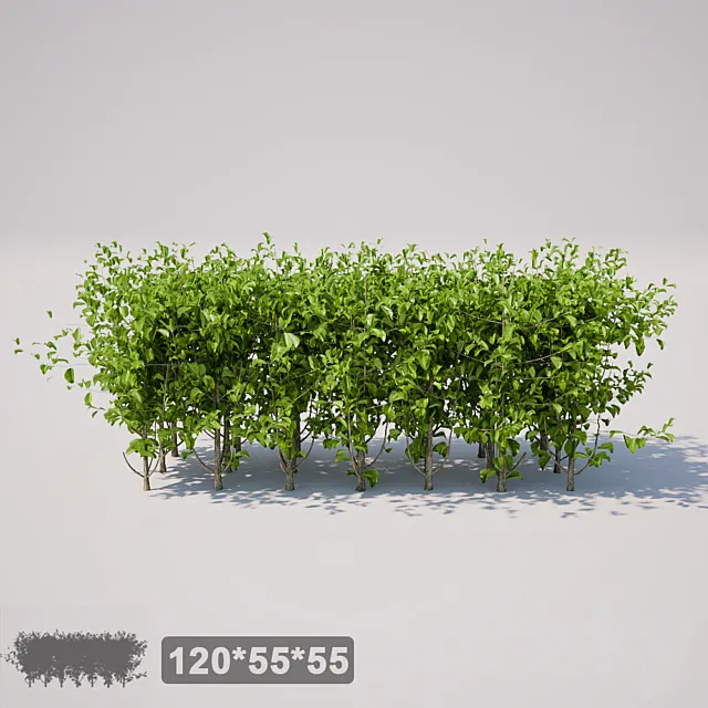 Small square bush Free Download