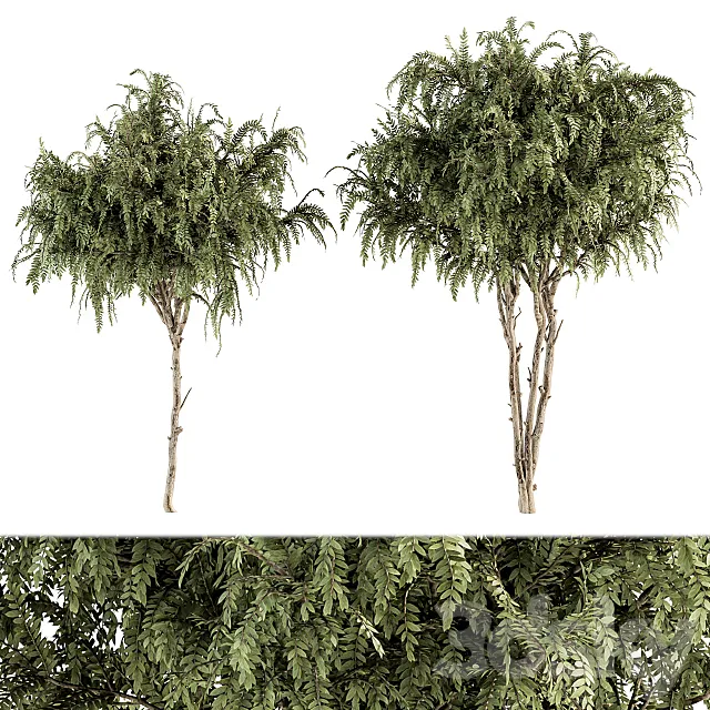 Small Timber Tree – Set 52 3D Model