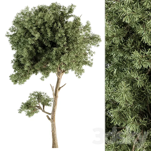 Small Tree Green Maple Needle - Set 71 Free Download