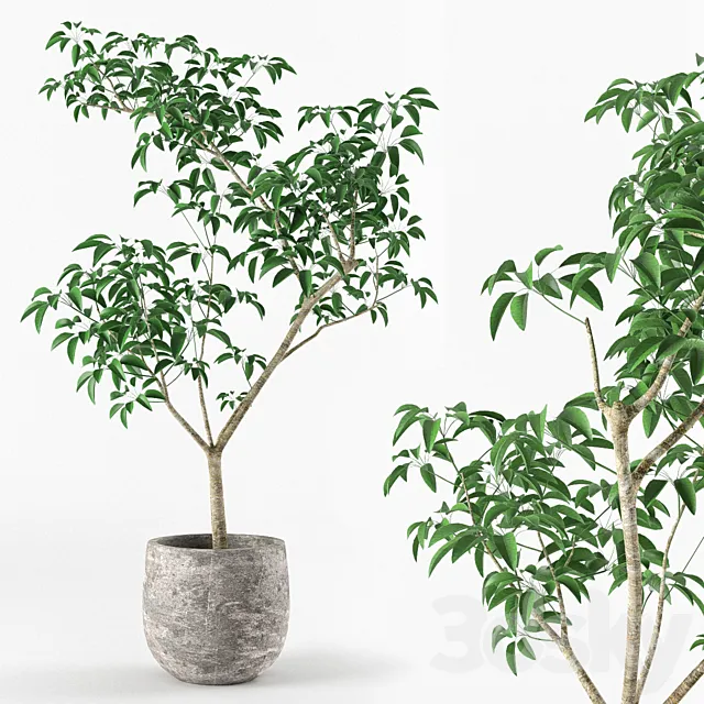 Small tree in pot 3DModel