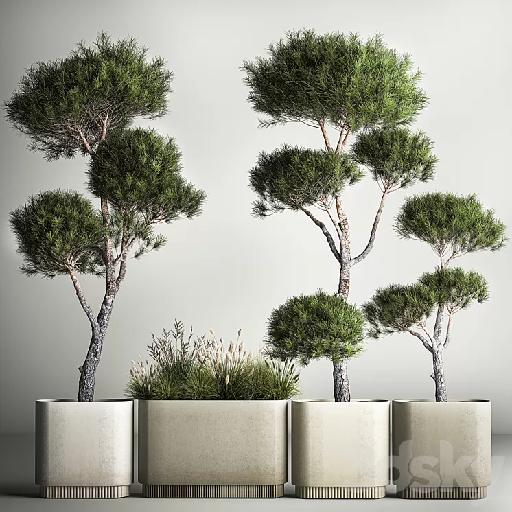 Small trees in pots pine topiary wildflowers bush feather grass grass. Plant collection 1177. 3D Model Free